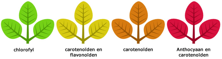 ontstaan en stoffen van herfstkleuren bij planten